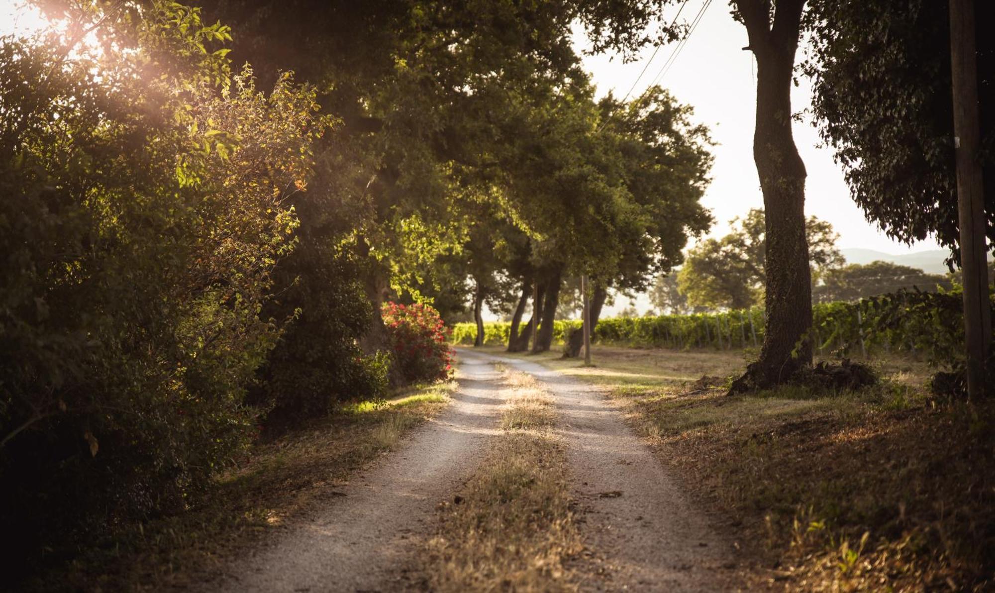 Agriturismo La Vecchia Quercia Монтемерано Екстериор снимка