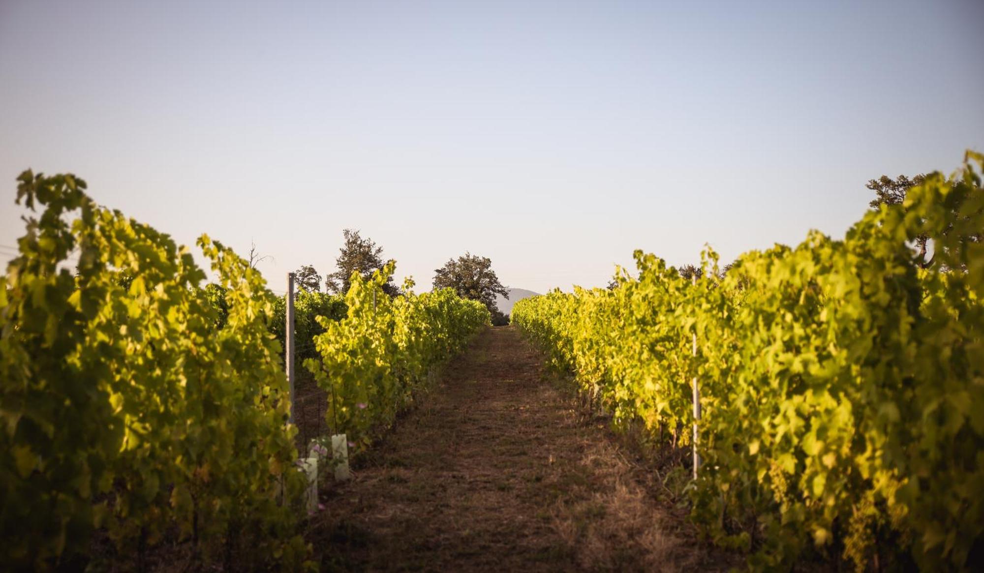 Agriturismo La Vecchia Quercia Монтемерано Екстериор снимка
